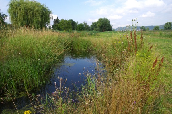 Lipanský potok (zdroj: Pražská příroda)